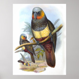 Vintage Papagei Vogel Poster