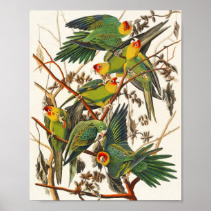 Vintage Papageien-Illustration Geschenk für Vogel  Poster