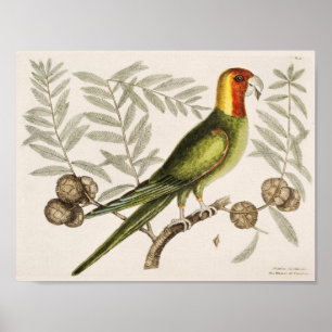 Vintage Papageien-Illustration Poster