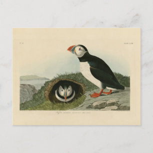 Vintage-Papageientaucher-Illustration Postkarte