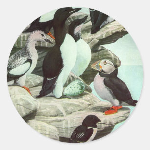 Vintage-Papageientaucher und Wasservögel von Louis Runder Aufkleber