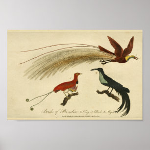 Vintage Paradiesvögel Naturgeschichte-Druck Poster