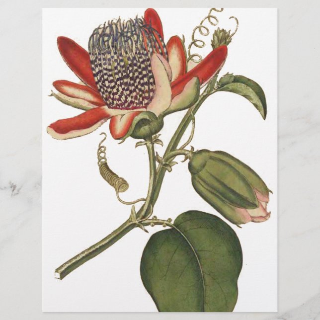 Vintage Passion-Blume Flyer (Vorne)