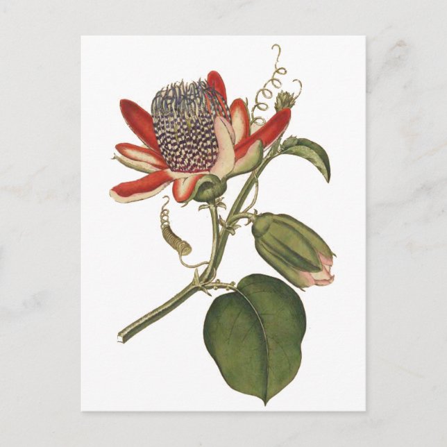 Vintage Passion-Blume Postkarte (Vorderseite)