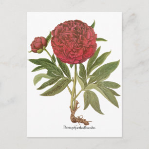 Vintage Peonies, Peony-Blume von Basilius Besler Postkarte