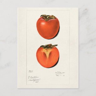 Vintage Persimmons Fruchtsaftfarbe Postkarte
