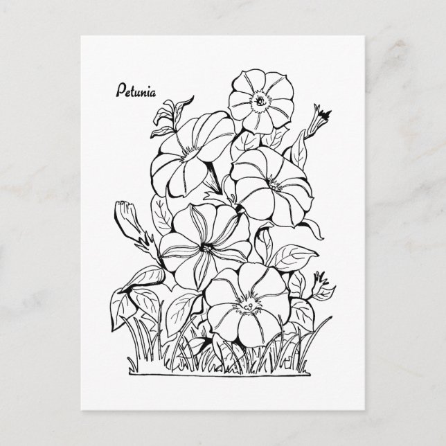 Vintage Petunia Blume Erwachsene Farbgebung Postkarte (Vorderseite)