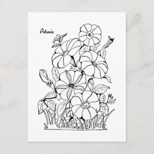 Vintage Petunia Blumen Erwachsene Färbung Postkarte
