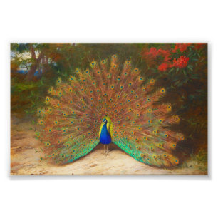 Vintage Pfau-Malerei Fotodruck