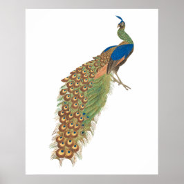 Vintage Pfau Poster