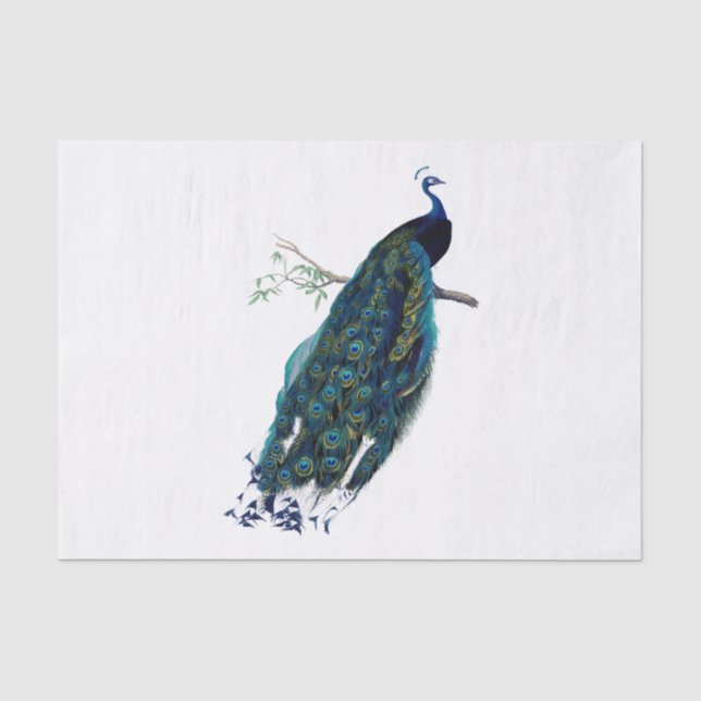 Vintage PfauenIllustration Seidenpapier (Vorderseite)
