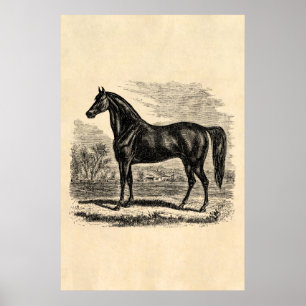 Vintage-Pferd aus dem 19. Jahrhundert - Morgan-Rei Poster