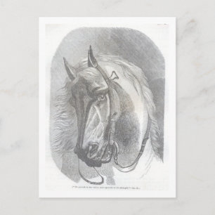 Vintage Pferd Postkarte