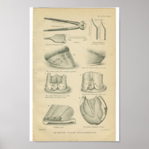 Vintage Pferdeanatomie-Druck-Huf-Sprünge Poster