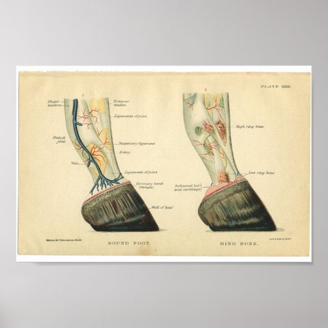 Vintage Pferdeanatomie Poster (Vorne)