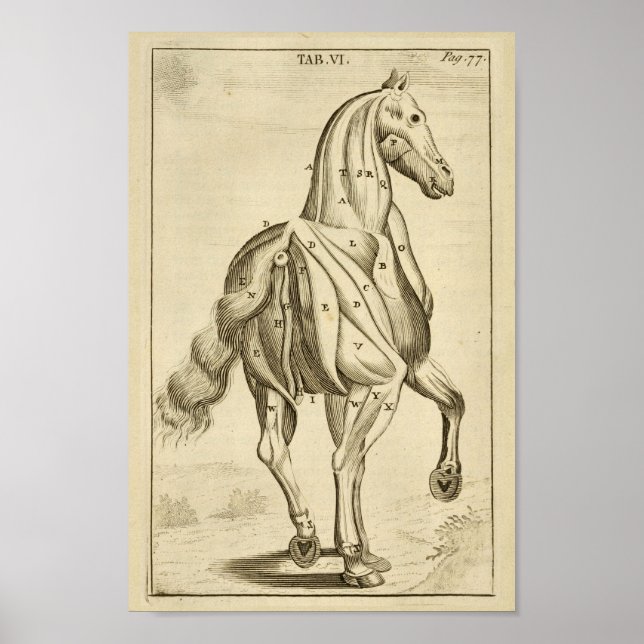 Vintage Pferdemuskulatur Anatomie Kunst drucken Poster (Vorne)