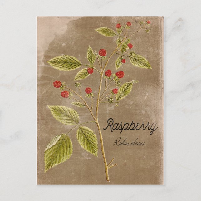 Vintage Pflanze Himbeere-Postkarte Postkarte (Vorderseite)