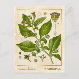 Vintage Pflanze Nachthemd Herb Botanisch Postkarte