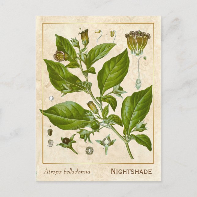 Vintage Pflanze Nachthemd Herb Botanisch Postkarte (Vorderseite)