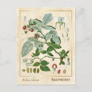 Vintage Pflanze Rote Himbeere Botanische Postkarte