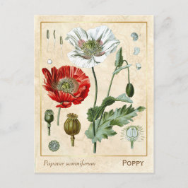Vintage Pflanze Roter Mohn Blume Botanisch Postkarte