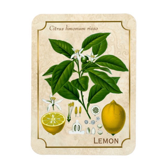 Vintage pflanzliche Pflanze Lemon Magnet (Vertikal)