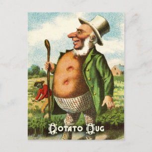 Vintage pflanzliche Postkartenserie: Kartoffeln Postkarte