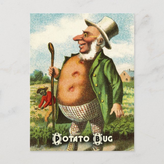 Vintage pflanzliche Postkartenserie: Kartoffeln Postkarte (Vorderseite)