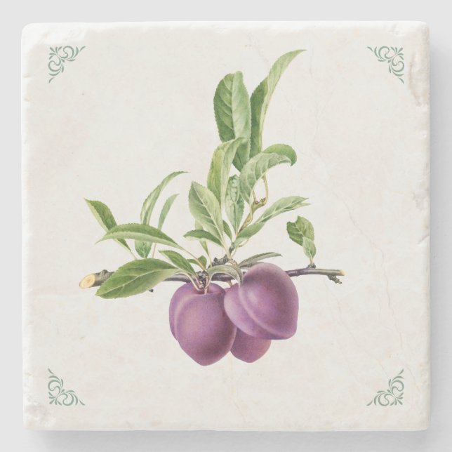 Vintage Pflaumen-Frucht-Illustration Steinuntersetzer (Vorderseite)