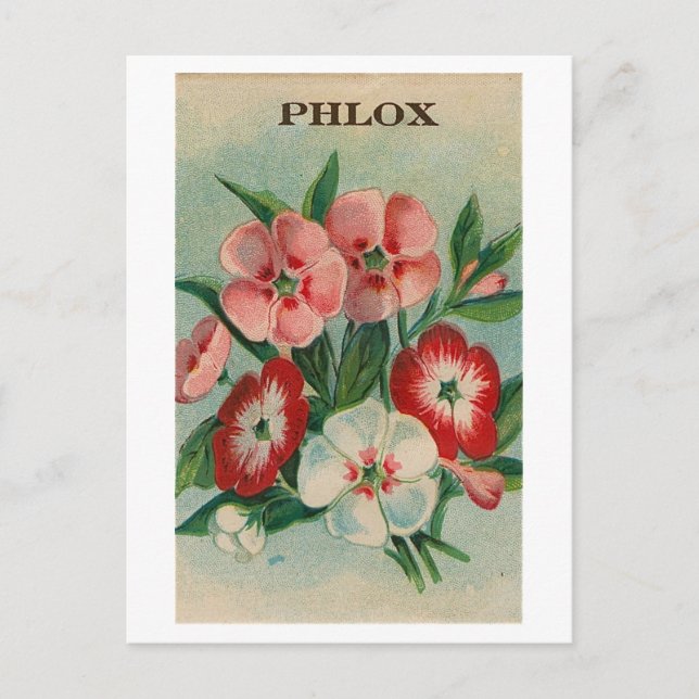 Vintage Phlox-Saatpackung Postkarte (Vorderseite)