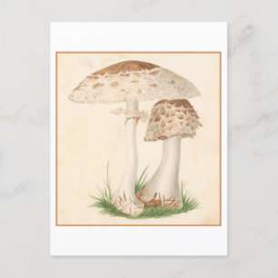 Vintage-Pilz-Botanik-Illustration Postkarte