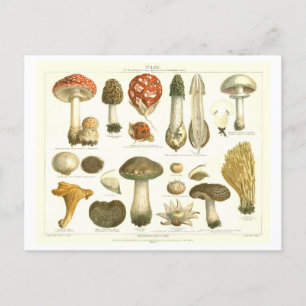 Vintage-Pilz-Botanik-Postkarte Postkarte