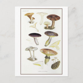 Vintage Pilze aus der FeuerwaldIllustration Postkarte