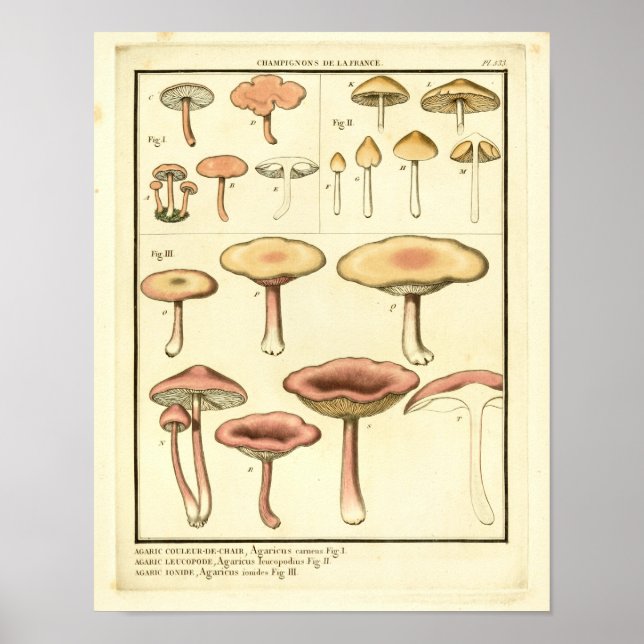 Vintage Pilze Braun Rosa Französische Kunst drucke (Vorne)