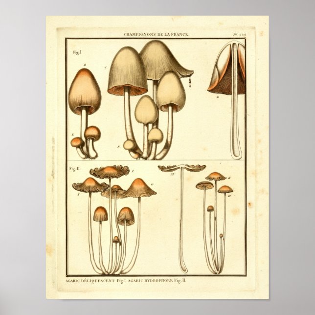 Vintage Pilze Brown Cap Französische Kunst drucken Poster (Vorne)