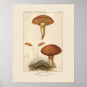 Vintage Pilze drucken Poster