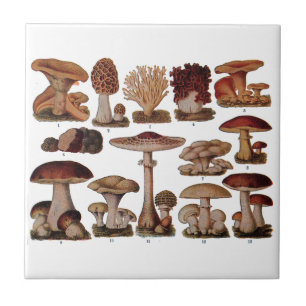 Vintage Pilzfamilien Botanische Druckerei Fliese
