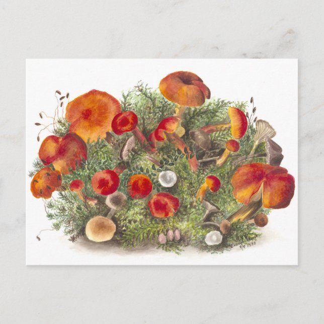 Vintage Pilzimitat Botanische Illustration Postkar Postkarte (Vorderseite)