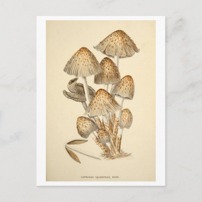 Vintage Pilzimitat Botanische Illustration Postkar Postkarte (Vorderseite)