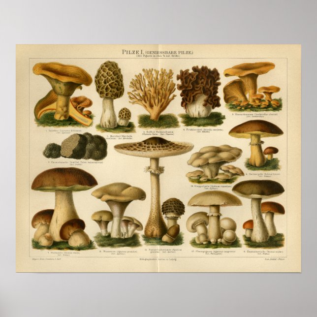 Vintage Pilzpilze Varieté Gelbbraun Poster (Vorne)