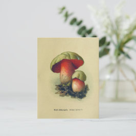 Vintage Pilzpostkarte | Botanische Illustration Postkarte