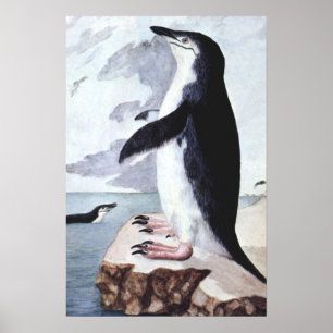 Vintage Pinguin mit Stirnband, Vögel aus der Antar Poster