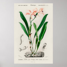 Vintage Pink Cattleya Orchid Botanical Poster