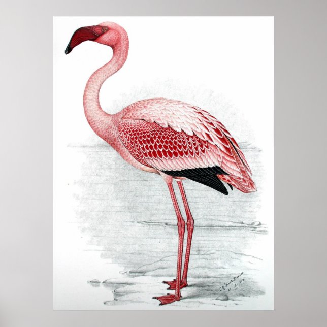 Vintage Pink Flamingo Malerei Poster (Vorne)