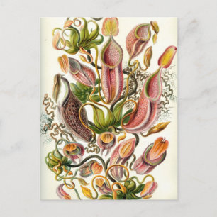 Vintage Pitcher-Pflanze Postkarte