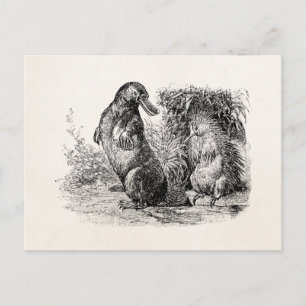 Vintage Platypus Porcupine Postkarte