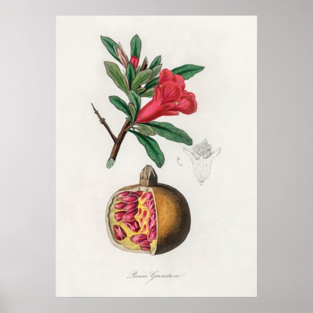 Vintage PomegranatIllustration Poster (Vorne)