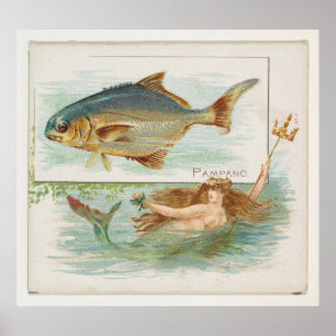 Vintage Pompano-FischIllustration Poster