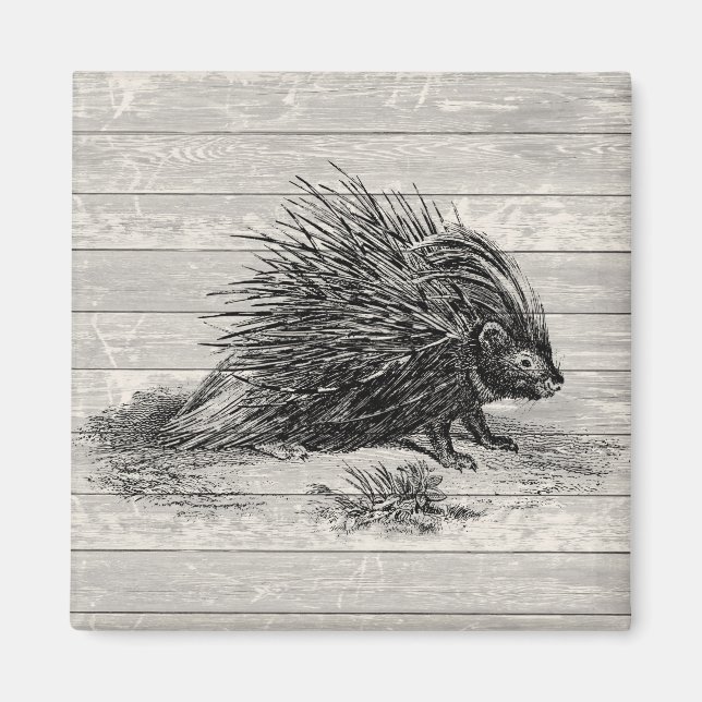 Vintage Porcupine-Illustration Magnet (Vorne)