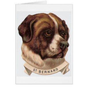 Vintage - Porträt eines Bernhardinerhundes,